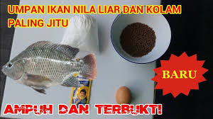 Umpan Ikan Nila Liar Dan Kolam Paling Jitu Youtube
