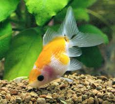Pearlscale Goldfish Pearlscale Fancy Goldfish Information