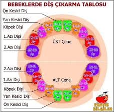 Pratik Bilgiler Bebeklerde Dis Cikarma Tablosu Facebook