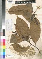 Image result for Dasylepis eggelingii