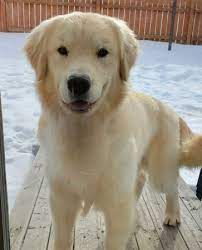 Golden retriever puppies, 8 weeks, first shots, akc registered, vet checked, written health guarantee. Good Breeder Harvestime Goldens Golden Retriever Retriever Puppy Best Dogs