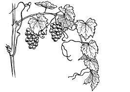 Laissez vos enfants d velop. Coloriage La Vigne Coloriages Gratuits A Imprimer Dessin 13075
