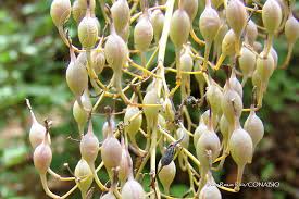 Image result for Bocconia arborea