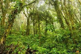 Santa elena cloud forest reserve. Santa Elena Cloud Forest Reserve The Cloud Forest Guide