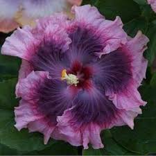 Image result for Hibiscus syriacus Violet Clair Double