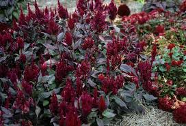 Image result for Celosia elegantissima