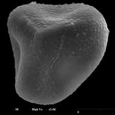 Image result for Actiniopteris pauciloba