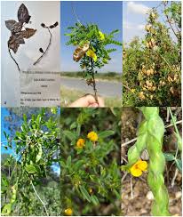 Image result for Fabaceae subfamily Papilionoideae