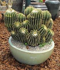 You may want to research these when creating a name for your cactus business, but be sure to choose. Cactus Wikipedia