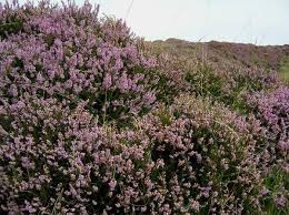 Its rounded, bushy shape and tendency to spread make it a perfect ground cover. Calluna Vulgaris Heather Identification Distribution Habitat