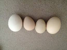We did not find results for: Ayam Telur Guinea Pembiakan Burung Di Rumah