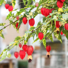 Maybe you would like to learn more about one of these? Wholesale Chinese Lantern Abutilon Unrooted Cuttings