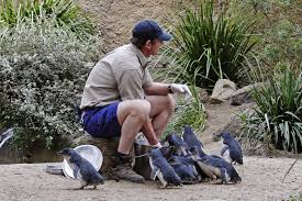 File Fairy Penguin Feeding Melbourne Zoo Jpg Wikipedia