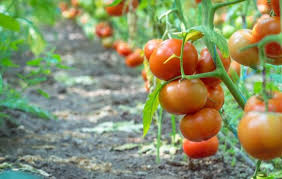 лучшие сорта томатов для теплиц из поликарбоната в беларуси Luchshie Sorta Tomatov Dlya Urala Selo Sad