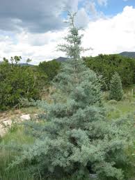 Image result for Cupressus arizonica