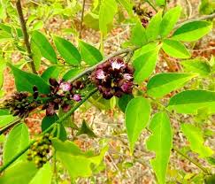 Image result for Lonchocarpus