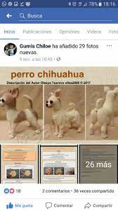 Pin De Antonia En Toni Perros Chihuahua Autor