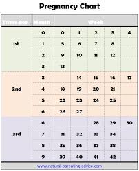 pregnancy charts sada margarethaydon com