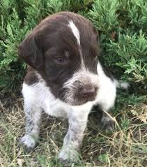 Poodle German Shorthaired Pointer Cross No Shedding Puppy For Sale Pointer Puppies German Shorthaired Pointer German Shepherd Dogs