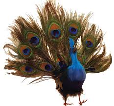 Bird With Blue Feet And Beak Display Prop Artificial Peacock 10 Beak To Tail Real Feathers Plastic Feet Item B66735 800 600 Artificial Birds Visual Display Christmas Tree Toppers