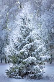 Christmas tree in snow pictures and free clip art printables. Magical Live Christmas Tree In White Snow On White Trees Background Stock Photo Picture And Royalty Free Image Image 115857776