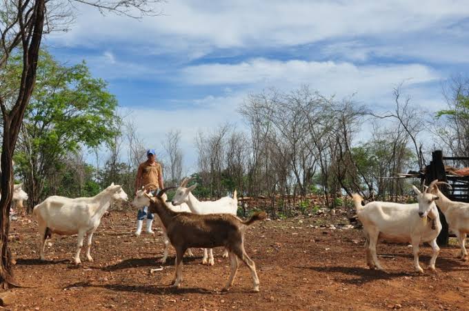 Caprinocultura impulsiona economia no Cariri paraibano