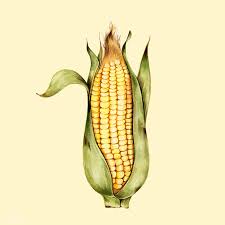 Premium Image By Rawpixel Com Niwat Corn Drawing How To Draw Hands Corn Painting