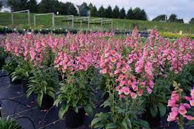 Check spelling or type a new query. Digitalis Arctic Fox Rose Foxglove Sugar Creek Gardens