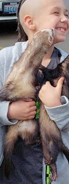 Lost pet found in San Jose