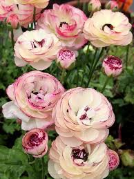 Pin On Fall Planting Season 2019 Ideas