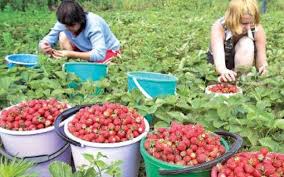 Anthony gardiner a afirmat ca firma g's a platit. Locuri De MuncÄƒ SezonierÄƒ In AgriculturÄƒ In Spania Realitatea DorohoianÄƒ