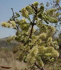 Image result for Combretum molle