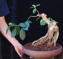 Styling a Ficus - Bonsai Empire