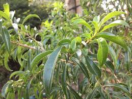 Image result for Xyris natalensis