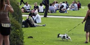 Mon coeur a des rat?s. Paris Les Rats Envahissent La Pelouse Du Louvre Le Point