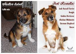 This litter of darker golden retrievers is due early june. Yesterday We Showed You This Wisconsin Humane Society Facebook
