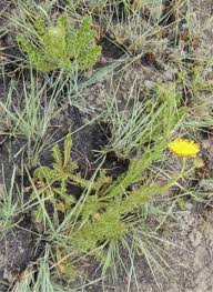 Image result for Berkheya setifera