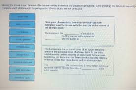 Drag the labels onto the diagram to identify the types of bone cells. Drag The Labels To Identify The Structures Of A Long Bone Long Short Flat Irregular And Sesamoid