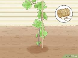 Image result for grapevine cuttings