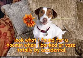 Feb 16, 2021 · dogs are my favorite people. A Flowers For You I Has A Hotdog Dog Pictures Funny Pictures Of Dogs Dog Memes Puppy Pictures Doge