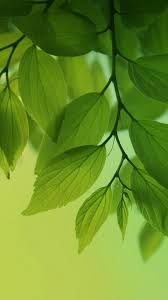 Many of our pictures and photos have accompanying text, explaining what the. Hd Green Leaves Tree Android Wallpaper Free Download