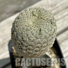 Image result for Euphorbia platycephala