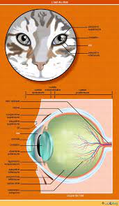 Maybe you would like to learn more about one of these? Melanome De L Iris Chez Le Chat Conseil Veto Illustre Catedog