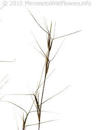 Image result for Aristida recta