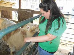 We did not find results for: Petting Zoo Big Attraction At Heritage Farm Museum And Village News Dailyindependent Com