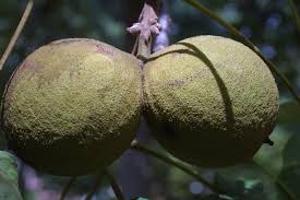 Image result for Juglandaceae