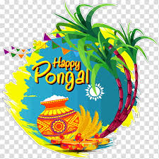 thai pongal makar sankranti wish pongal festival with cow transparent background png clipart hiclipart thai pongal makar sankranti wish