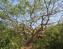 Image result for Myrianthus holstii