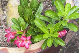 Image result for Adenium boehmianum