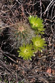 After its termination, the original fruits that adorn the plants ripen. Echinocereus Milleri Usa Texas Coke Co More Pictures At Http Www Echinocereus De Cacti And Succulents Desert Landscaping Cactus Plants